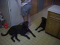 30maydogs_640x480.JPG - 35762 Bytes